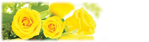 Yellow Roses